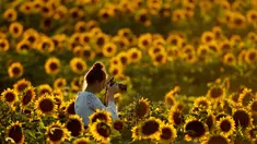 Seorang wanita mengambil foto dari ladang bunga matahari di Grinter Farms, dekat Lawrence, Kansas, 8 September 2018. Setiap tahunnya, keluarga Grinter menanami ribuan benih bunga matahari di lahan seluas 14 hektar tersebut. (AP Photo/Charlie Riedel)