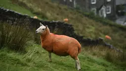 Seekor domba milik Pip Simpson mencari rumput di lereng bukit di Troutbeck, Inggris bagian utara, Kamis (29/9). Sang pemilik mewarnai bulu dombanya dengan pewarna oranye tidak beracun untuk melindungi hewan ternaknya itu daripencuri.  (Oli Scarff/AFP)