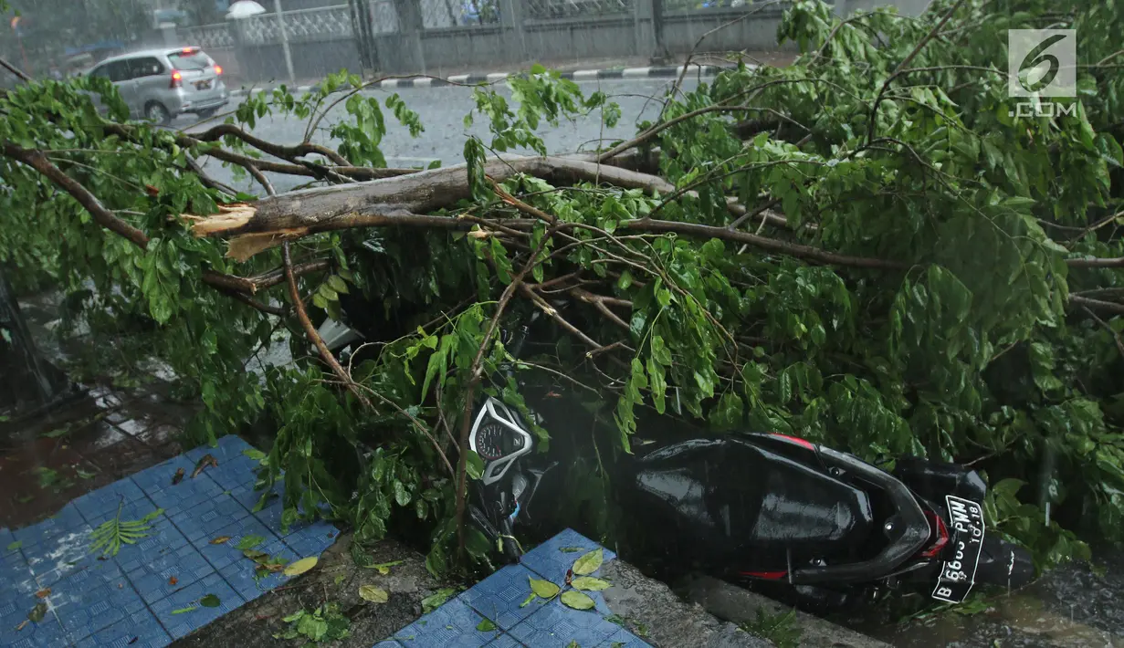Sepeda motor tertimpa pohon tumbang di Jalan Proklamasi, Menteng, Jakarta Pusat, Minggu (31/12). Hujan deras disertai angin kencang melanda Jakarta jelang malam pergantian tahun hingga membuat beberapa pohon bertumbangan. (Liputan6.com/Herman Zakharia)