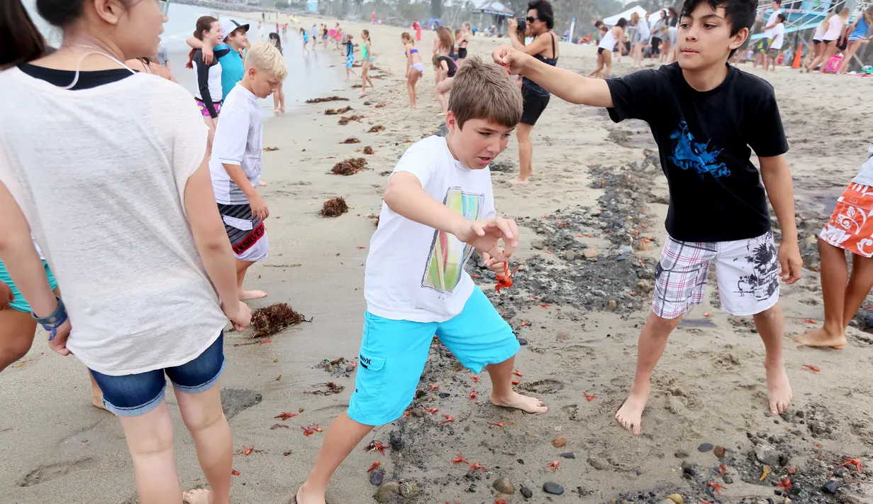 Sejumlah pengunjung terlihat bermain dengan beberapa dari ribuan kepiting tuna merah yang terdampar di sepanjang pantai Dana Point, California, Rabu (17/6/2015). (REUTERS/Sandy Huffaker) 