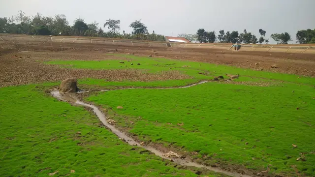 Kekeringan Hingga Puso Ancam Lahan Pertanian Cirebon
