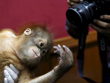 Malaysia Berhasil Selamatkan Kedua Bayi Orangutan Lucu Ini Page 2 Foto Liputan6 Com