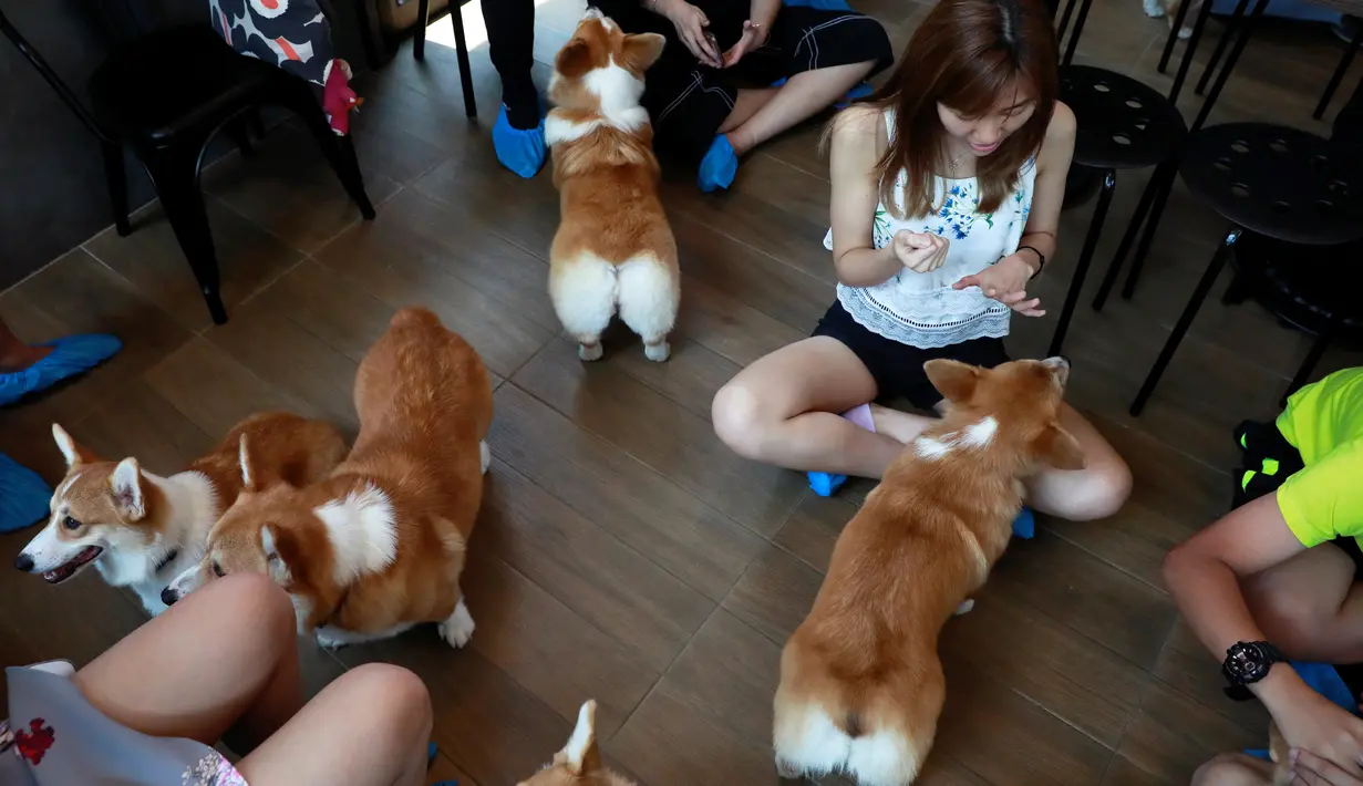 Anjing jenis Corgis bermain dengan pelanggan di kafe anjing bernama Corgi In The Garden di Bangkok, Thailand. Untuk menghindari 12 hewan lucu tersebut dari rasa tertekan, pengelola juga memberlakukan sistem waktu bermain. (REUTERS/Soe Zeya Tun)