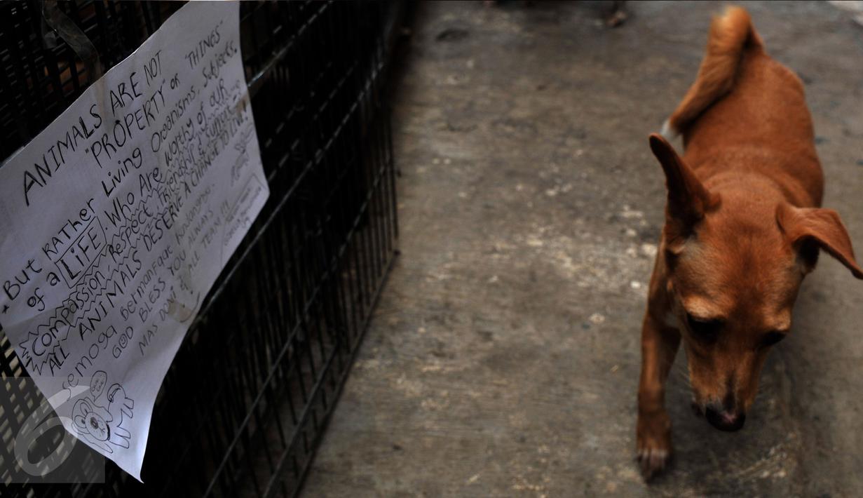 Saat ini ada sekitar 200 ekor anjing dan 40 ekor kucing yang menghuni rumah tersebut. Sebenarnya ada satu rumah lagi di kawasan kompleks yang sama dan juga berfungsi sebagai tempat penampungan anjing-anjing berukuran besar . (Liputan6.com/Johan Tallo)