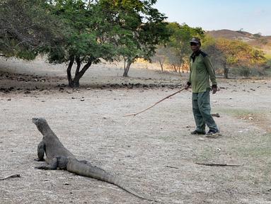 Berita Komodo Hari Ini Kabar Terbaru Terkini Liputan6 Com Page 4