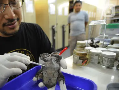 Peneliti menunjukkan Katak Tanduk Kalimantan atau Megopphrys Kalimantanensis di Pusat Penelitian Biologi LIPI, Bogor, Selasa (8/10/2019). Katak Tanduk Kalimantan merupkan temuan jenis baru dari ekspedisi di Pegunungan Meratus Kalimantan Selatan dan Kalimantan Timur. (merdeka.com/Arie Basuki)