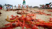 Ribuan kepiting tuna merah terdampar di sepanjang pantai Dana Point, California, Rabu (17/6/2015). Kepiting-kepiting tersebut pada bulan Januari lalu pertama muncul di Newport Beach. (REUTERS/Sandy Huffaker)