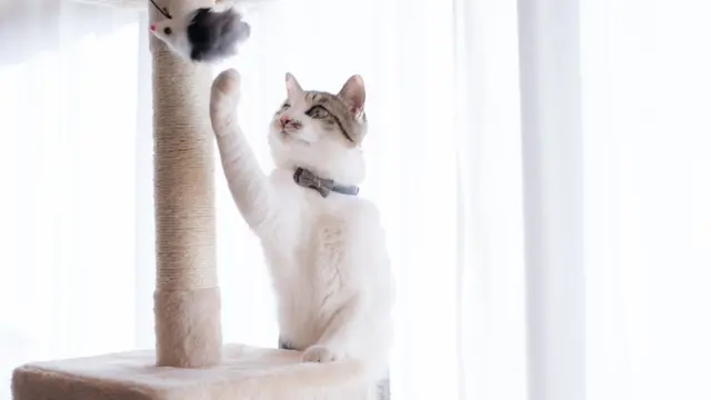 Rumah Ramah Kucing   