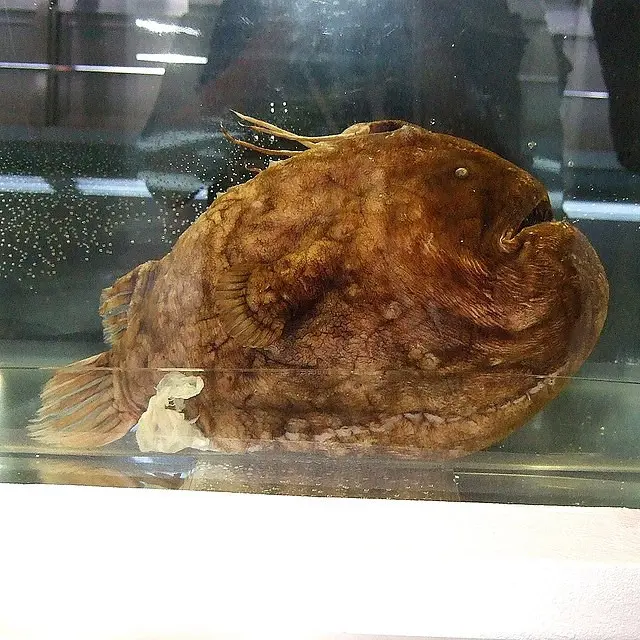 Pasific Footballfish (Sumber: Wikimedia Commons)