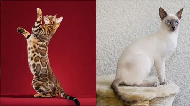 Kucing Bengal dan Siamese