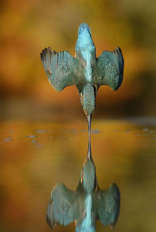 Potret burung kingfisher karya Alan | Photo: Copyright diply.com 