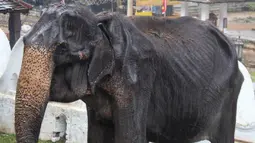 Gajah kurus bernama Tikiri memakan tumbuh-tumbuhan di Kuil Gigi, Kandy, Sri Lanka, Selasa (13/8/2019). Gajah malang tersebut menjadi sorotan setelah fotonya saat sedang parade dalam Festival Perahera viral di media sosial (medsos). (STR/AFP)