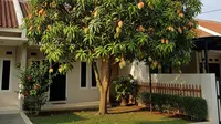 Cara Membuat Pohon Mangga Berbuah di Luar Musim, Panduan Panen Melimpah