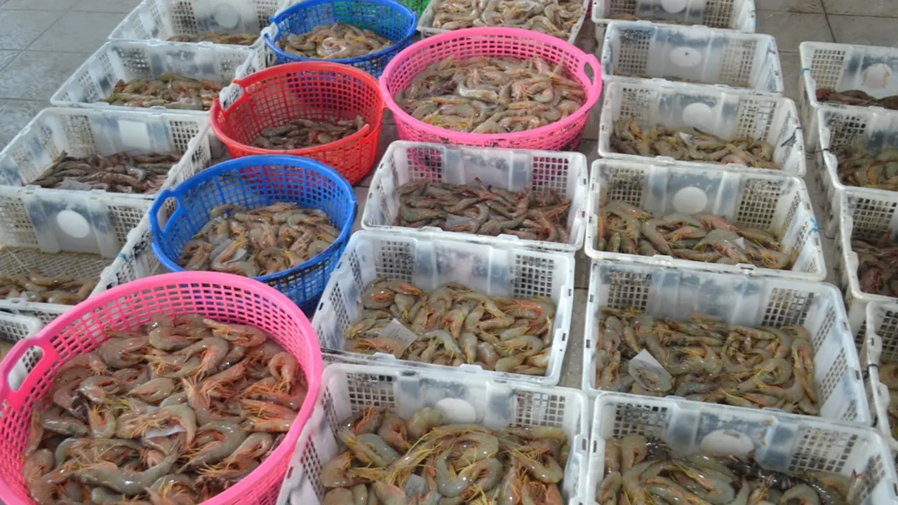 Tumpukan udang jerbung siap lelang di TPI PPSC Cilacap. (Foto: Liputan6.com/Muhamad Ridlo)