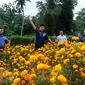 Hamparan bunga marigold di Bulango Timur, Kabupaten Bone Bolango, Gorontalo, membuat mata takjub. (Liputan6.com/Arfandi Ibrahim)