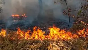 30 Hektare Lahan Terbakar di Sukabumi, Dipicu Ulah Manusia
