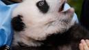 Anak panda raksasa yang baru lahir "Bao Di" diperkenalkan kepada publik  di taman margasatwa Pairi Daiza, Brugelette, Belgia, Kamis (14/11/2019). Panda kembar "Bao Di" dan saudara betinanya "Bao Mei" lahir pada Agustus 2019. (AP/Olivier Matthys)