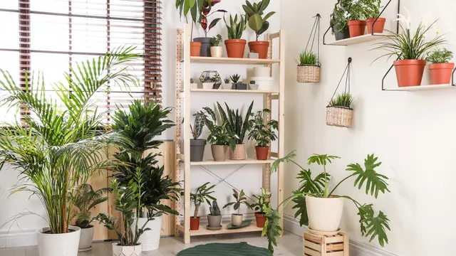 10 Ide Taman Minimalis dalam Rumah untuk Interior yang Lebih Hidup dan Indah