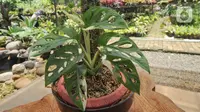 Tanaman hias Monstera Adansonii Variegata atau Janda Bolong seharga Rp 150 juta ditunjukkan di Sawangan, Depok, Senin (5/10/2020). Tingginya permintaan ekspor ke Singapura, Jerman, Kanada, Belanda, Belgia, Inggris, AS dan Korsel menyebabkan mahalnya harga Janda Bolong. (merdeka.com/Arie Basuki)