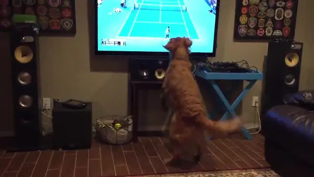 Anjing ras jenis Golden Retriever menyaksikan laga di US Open antara Serena Williams vs Venus Williams lewat televisi.