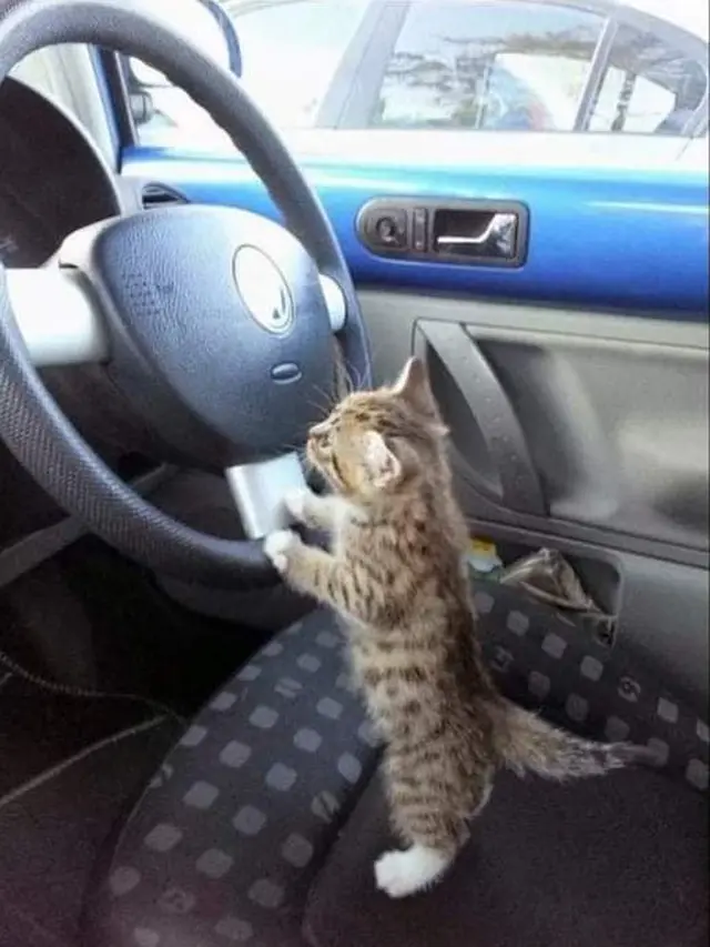 6 Tingkah Kucing Bergaya Bak Sopir Ini Bikin Geleng Kepala