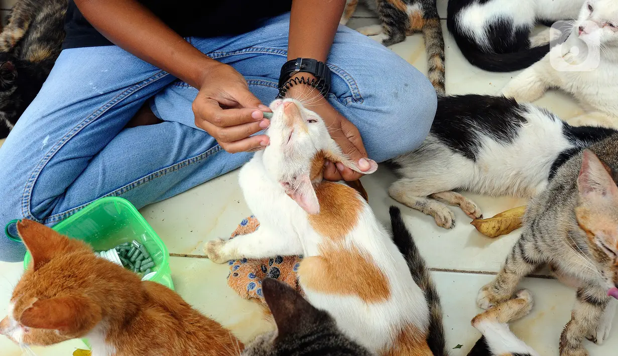 Penjaga kandang merawat kucing lokal terlantar di rumah penampungan kucing dan anjing terlantar Clow di kawasan Parung, Bogor, Jawa Barat, Kamis (22/9/2022). Sumber dana rumah penampungan ini berasal dari kocek pribadi, donasi, dan para anggota pecinta kucing. (merdeka.com/Arie Basuki)