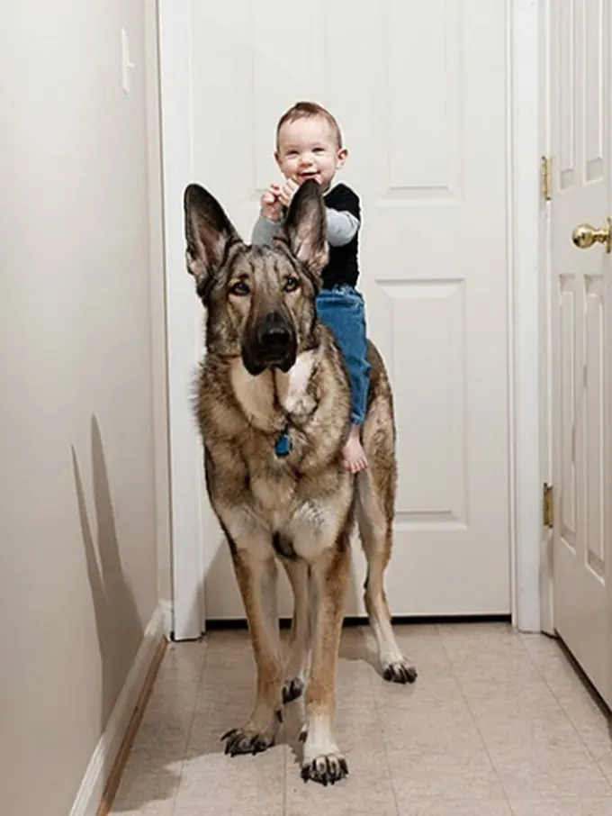 9 Kisah Anjing yang Punya Rasa Setia Lebih dari Manusia