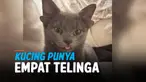 vertical kucing4