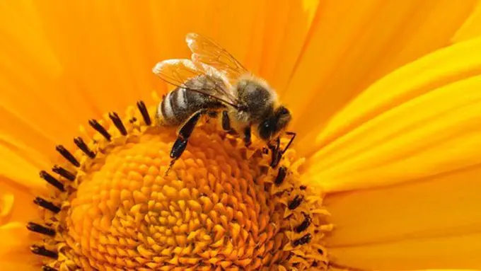 Sengatan lebah bikin kulit bengkak/copyright: pixabay.com