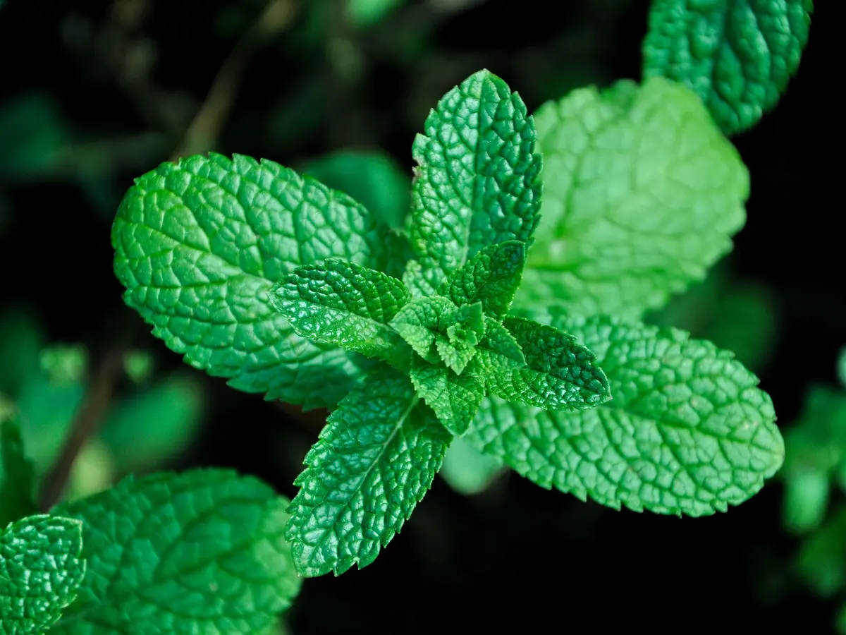 pappermint