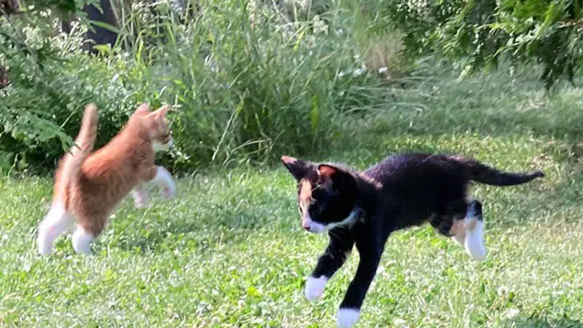 Ekspresi Kucing