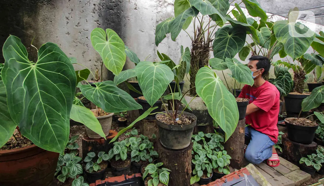 Pembudi daya merawat tanaman hias kuping gajah (Anthurium crystallinum) di Pinang, Kota Tangerang, Banten, Jumat (21/1/2022). Tanaman hias berbagai jenis dari harga Rp50 ribu hingga Rp2 juta per tanaman tersebut dipasarkan sampai Thailand, Malaysia hingga Kanada. (Liputan6.com/Angga Yuniar)