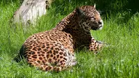 Ilustrasi jaguar di kebun binatang Delhi, India. (Wikimedia)
