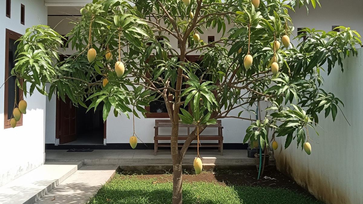6 Jenis Pohon Mangga yang Cepat Berbuah, Ideal untuk Pekarangan Rumah