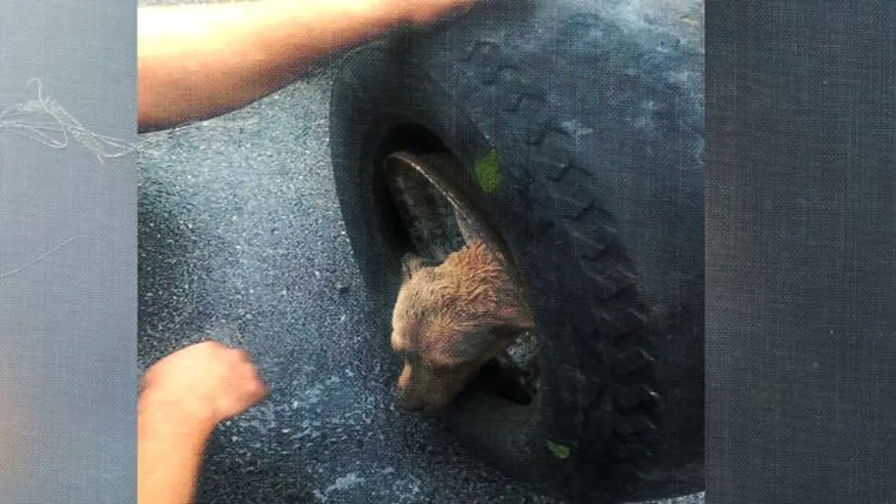 Kepala Anjing Nyangkut di Pelek Ban Mobil