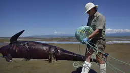 Seorang petugas Departemen Konservasi mengevakusi bangkai paus pilot yang tergeletak di sebuah pantai terpencil di Farwell Spit, di ujung utara Selandia Baru, Selasa (17/2). (AFP/Marty Melville)