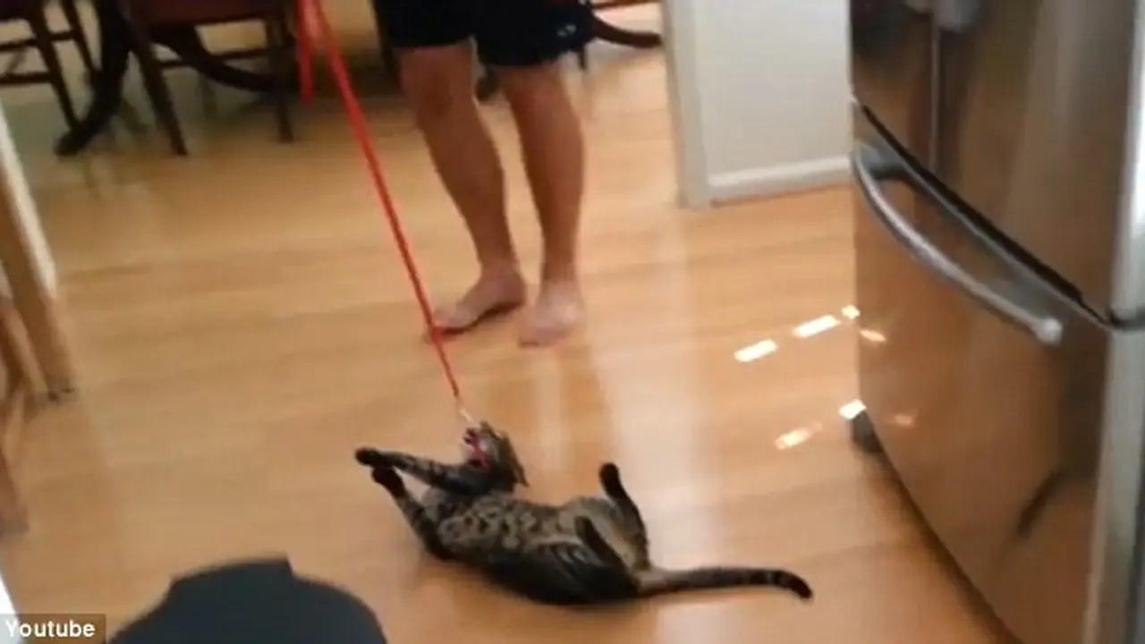 Kucing pemalas bernama Egon. (Daily Mail)