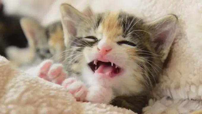 11 Fakta Menjijikan dari Hewan yang Selama Ini Kamu Anggap Lucu