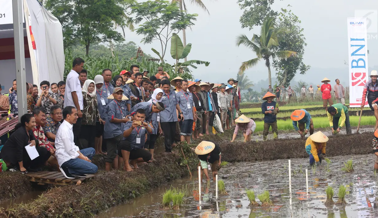 Presiden Joko Widodo didampingi Menteri BUMN Rini Soemarno saat blusukan ke area persawahan untuk meninjau Gerakan Mengawal Musim Tanam Okmar 2018/2019 di Desa Leuwigoong, Garut, Jawa Barat, Sabtu (19/1). (Liputan6.com/Angga Yuniar)