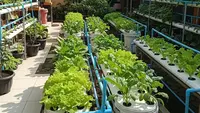 9 Desain Kebun Sayur Hidroponik Ember Sederhana Modal Kecil, Solusi Lahan Terbatas