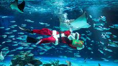 Seorang penyelam berkostum Sinterklas berenang bersama ikan-ikan di Akuarium Sunshine dalam persiapan untuk acara spesial Natal mendatang di Tokyo pada 1 Desember 2025. Menyambut menyambut musim liburan Natal 2025 dan Tahun Baru 2026, seorang penyelam berkostum Sinterklas berenang bersama ikan-ikan di Akuarium Sunshine, Tokyo, Jepang. (Kazuhiro NOGI/AFP)