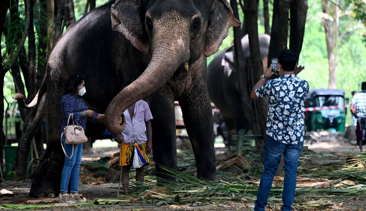 Seekor gajah mengambil pisang dari seorang pengunjung di taman umum pada hari pertama prosesi Buddhis Navam tahunan terbesar selama dua hari di kota itu, yang juga dikenal sebagai festival Perahera, di Kolombo, Sri Lanka (15/2/2022). (AFP/Ishara S. Kodikara)