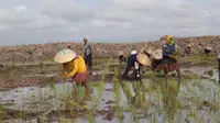 Cara Syngenta Ambil Bagian Wujudkan Ketahanan Pangan Indonesia