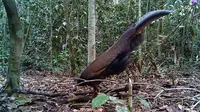 Jejak Sang Penari Hutan: Kembalinya Burung Kuau yang Lama Tak Terlihat