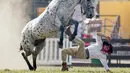 Seorang Gaucho terlempar dalam Criolla del Prado di Montevideo, Uruguay, Rabu (12/4). Selama Minggu Suci, kota Montevideo menyelenggarakan rodeo untuk penunggang kuda terbaik. (AP Photo / Matilde Campodonico)