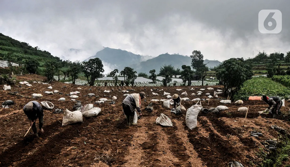 Sejumlah petani menyiapkan lahan untuk ditanami kentang di Desa Sembungan, Dieng, Jawa Tengah, 1 Juli 2021. Hampir 90 persen lahan pertanian di kawasan Dieng ditanami kentang oleh masyarakat setempat. (merdeka.com/Iqbal S. Nugroho)
