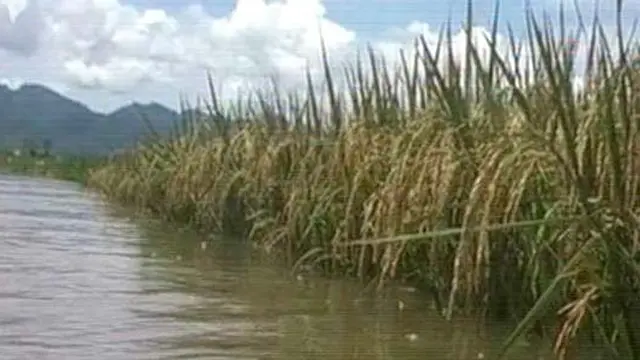 Sawah Terendam Banjir Petani Menderita
