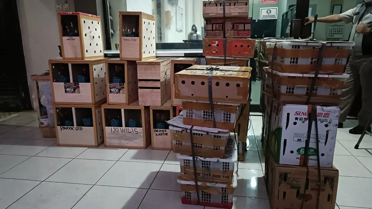 Ratusan burung tanpa dokumen diamankan di Balai Karantina Hewan Ketapang Banyuwangi (Istimewa)