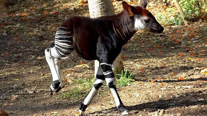 Tebak Hewan Ini Zebra Atau Jerapah Citizen6 Liputan6 Com