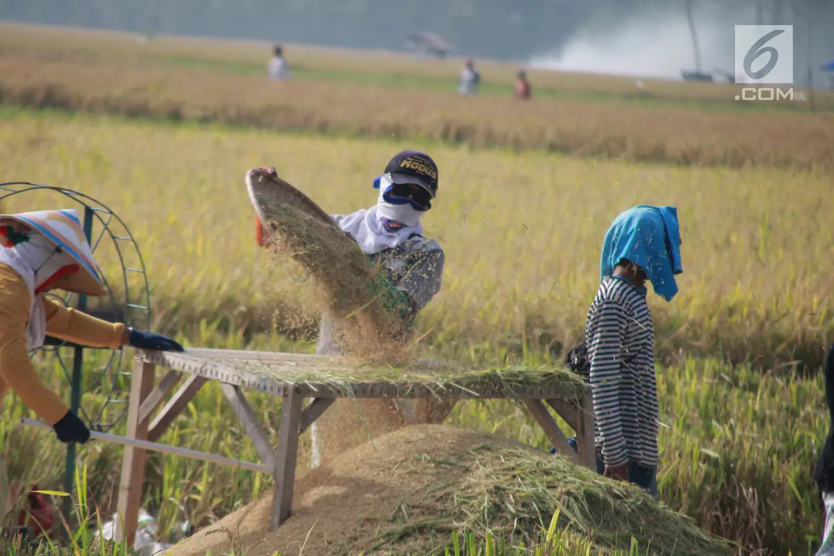 Hiruk-pikuk Petani Gorontalo Sambut Musim Panen dengan Bergotong royong
